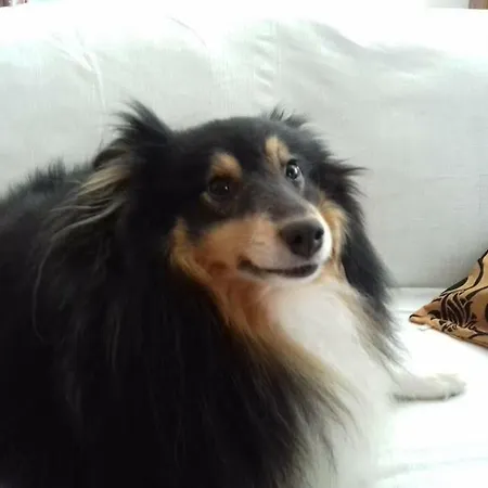 Angelina Et Ses Animaux Homestay szállás Pléchâtel